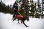 Preview: Ruffwear Patroler Leash Cindercone Red